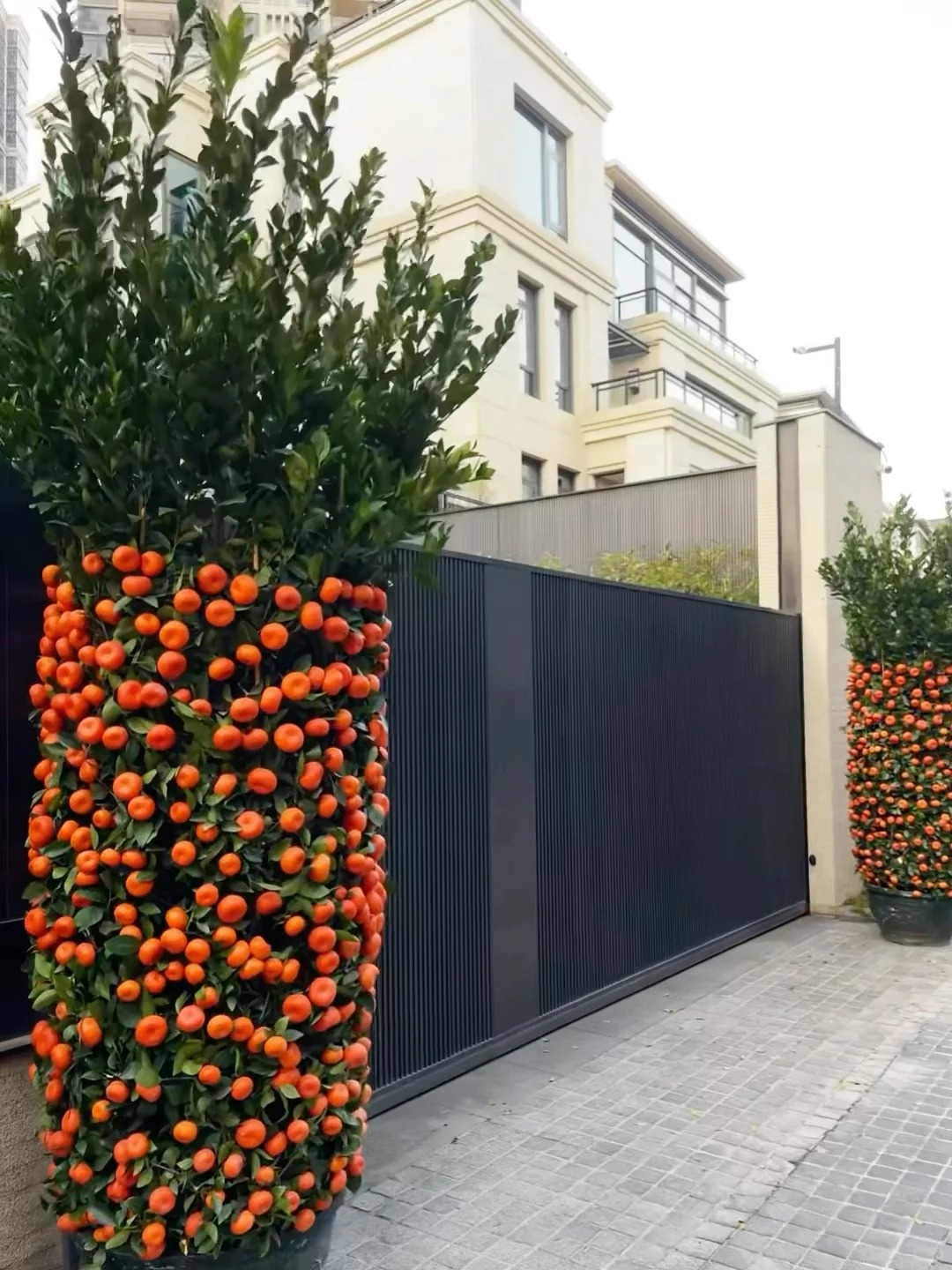 Nhà giàu chưng Tết không chọn chậu nhỏ, vì sao 