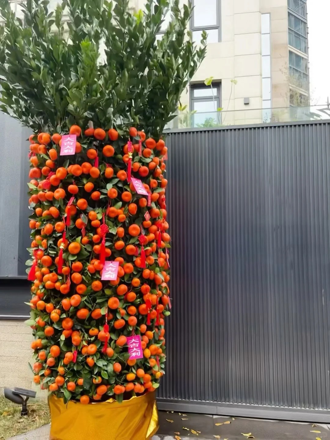 Nhà giàu chưng Tết không chọn chậu nhỏ, vì sao 