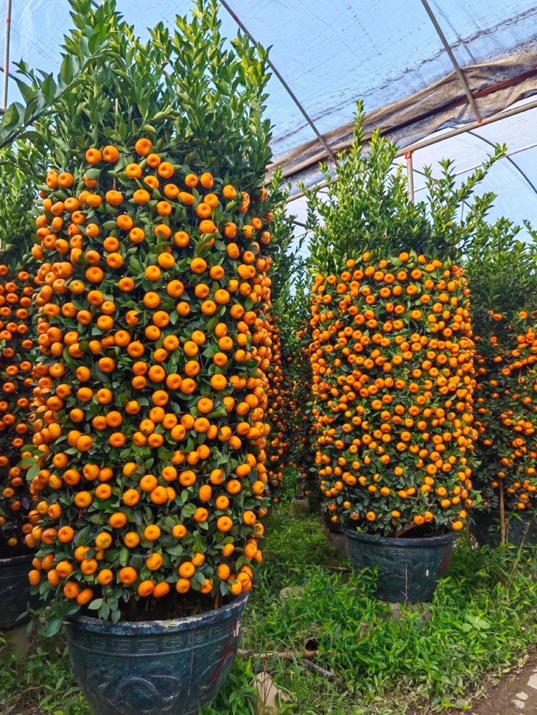 Nhà giàu chưng Tết không chọn chậu nhỏ, vì sao 