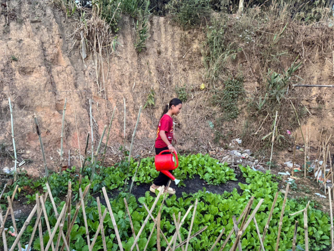 Vàng Thị Ha , 11 tuổi, đang chăm chút vườn rau tự trồng tại khu trọ ở thôn Liêng Hung, xã Đam Rông 2. Ảnh: Nga Thanh