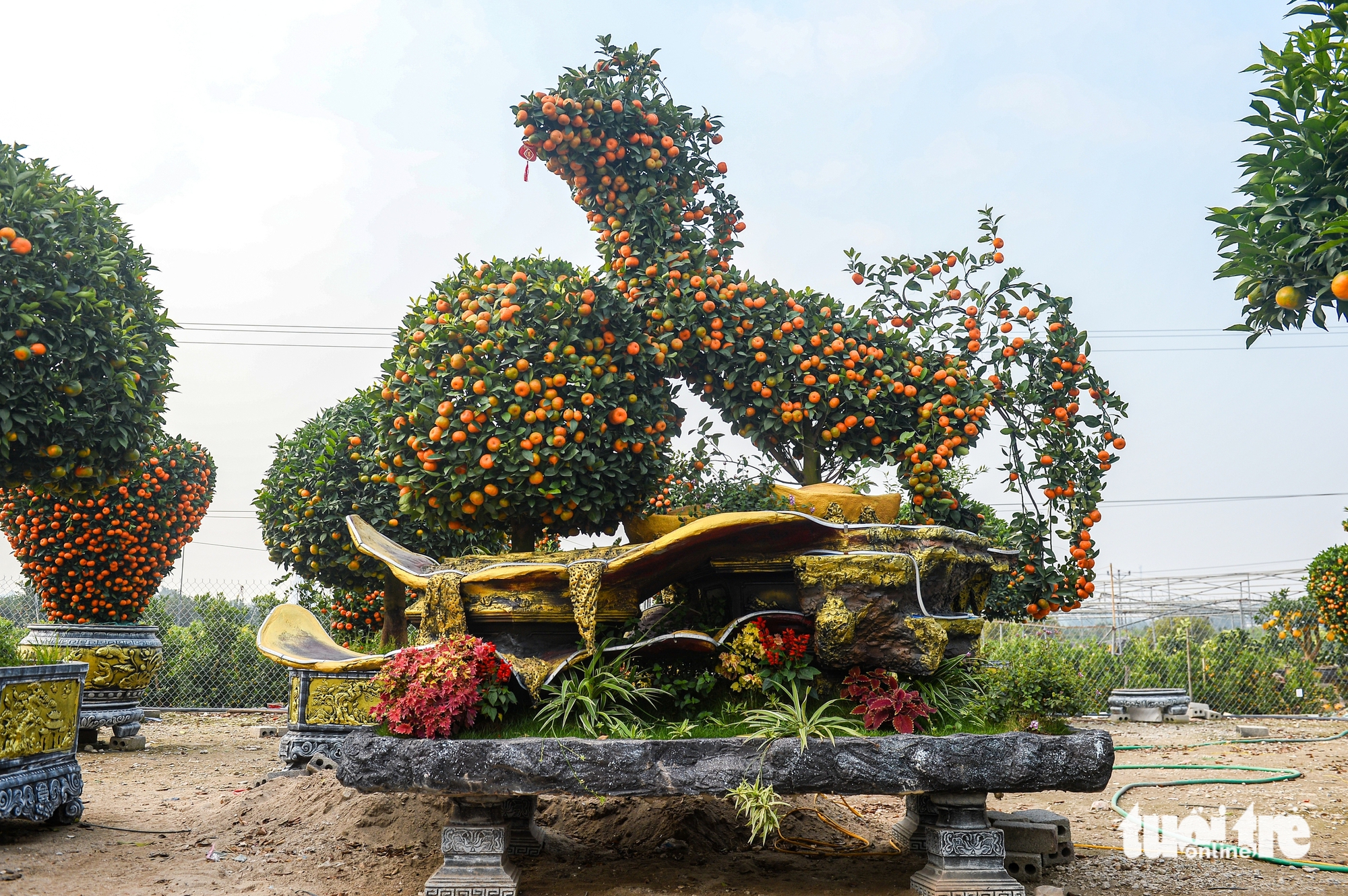 quýt hình ngựa - Ảnh 2.