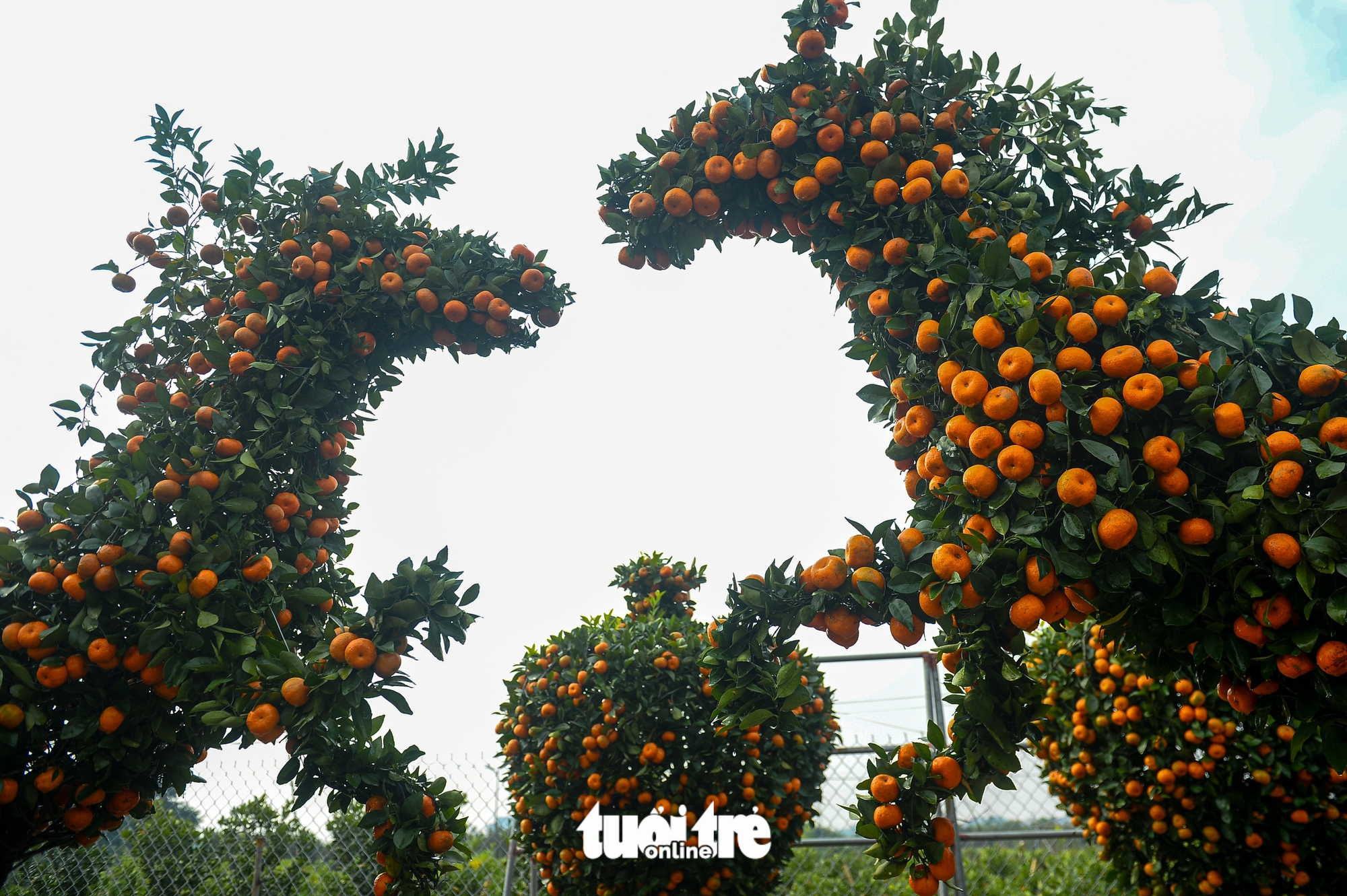 quýt hình ngựa - Ảnh 3.