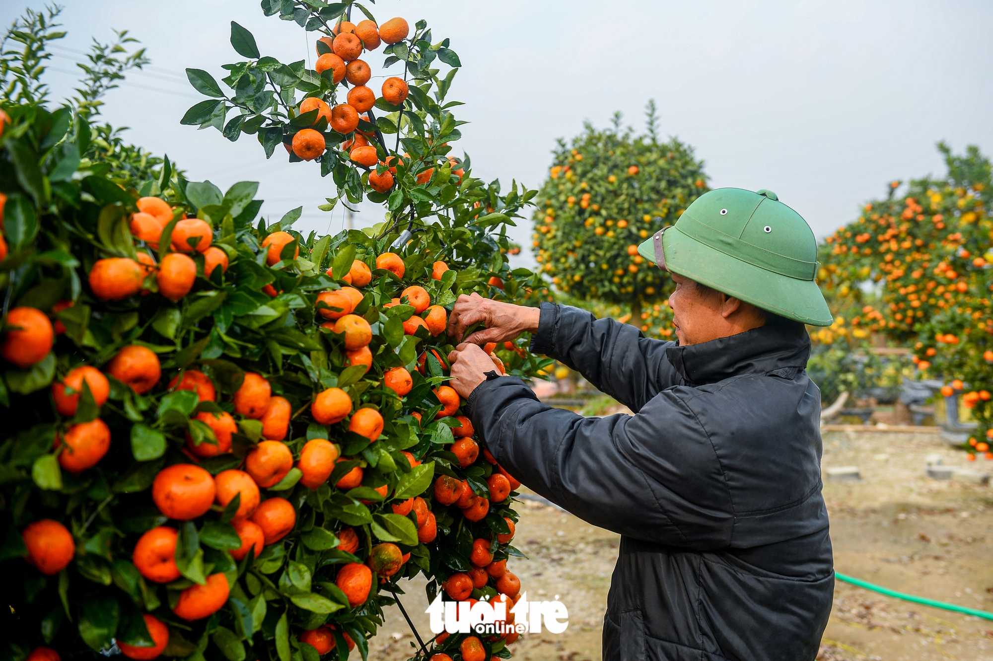 quýt hình ngựa - Ảnh 4.