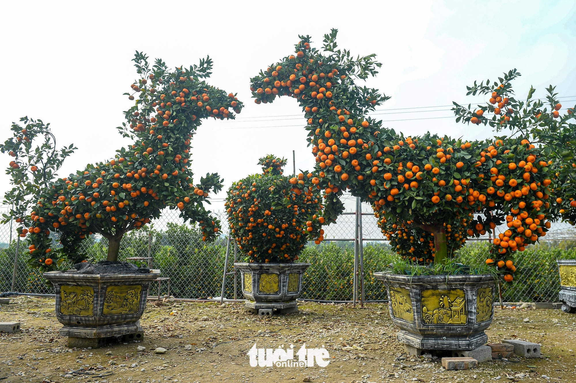 quýt hình ngựa - Ảnh 5.