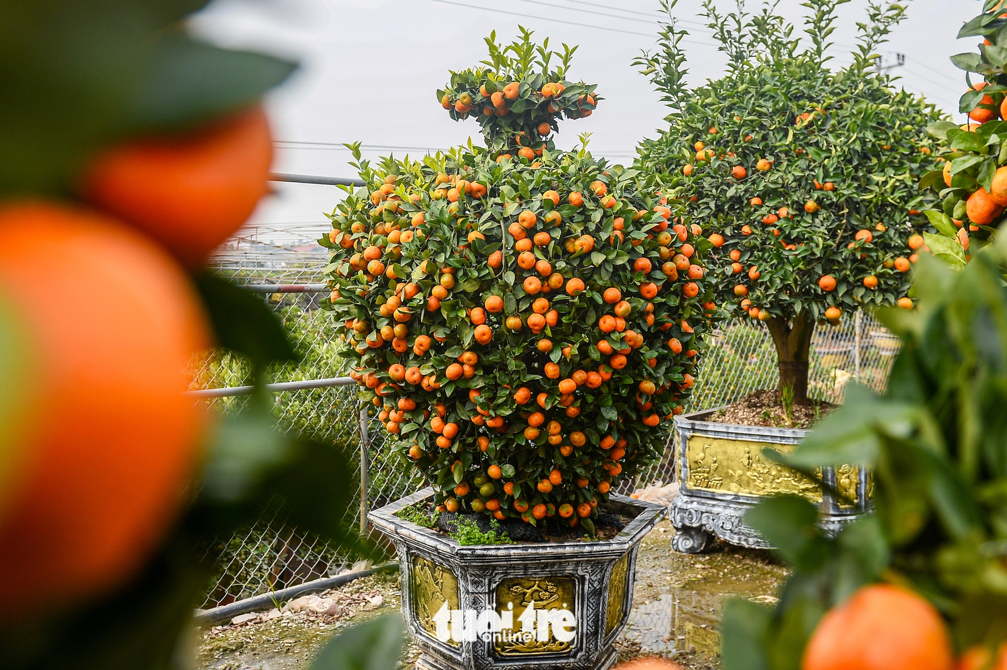 quýt hình ngựa - Ảnh 8.