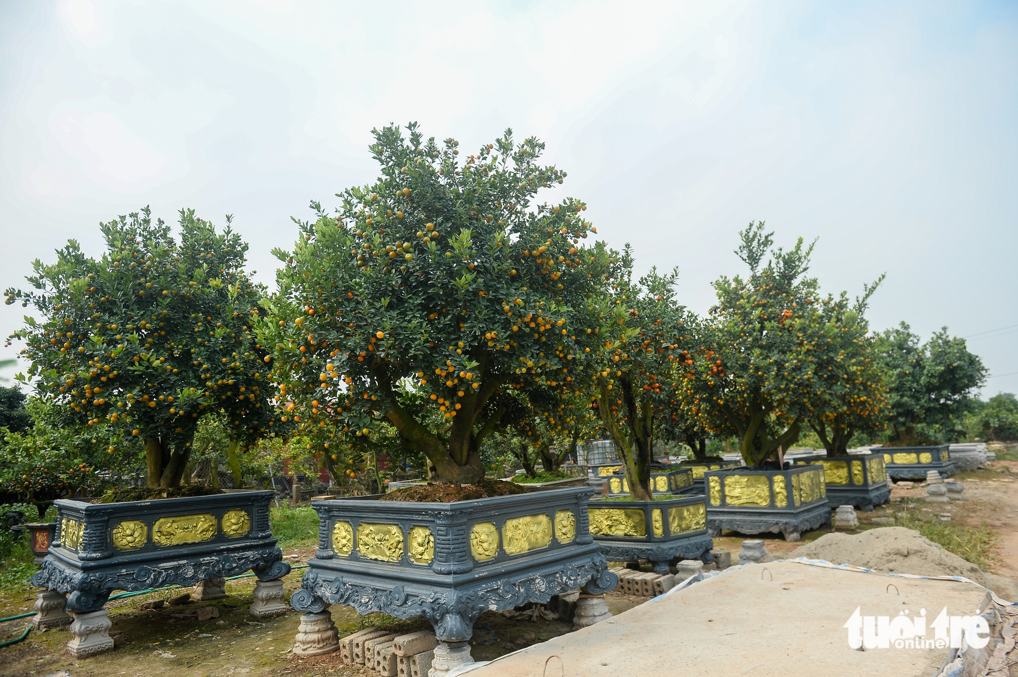 quýt hình ngựa - Ảnh 9.