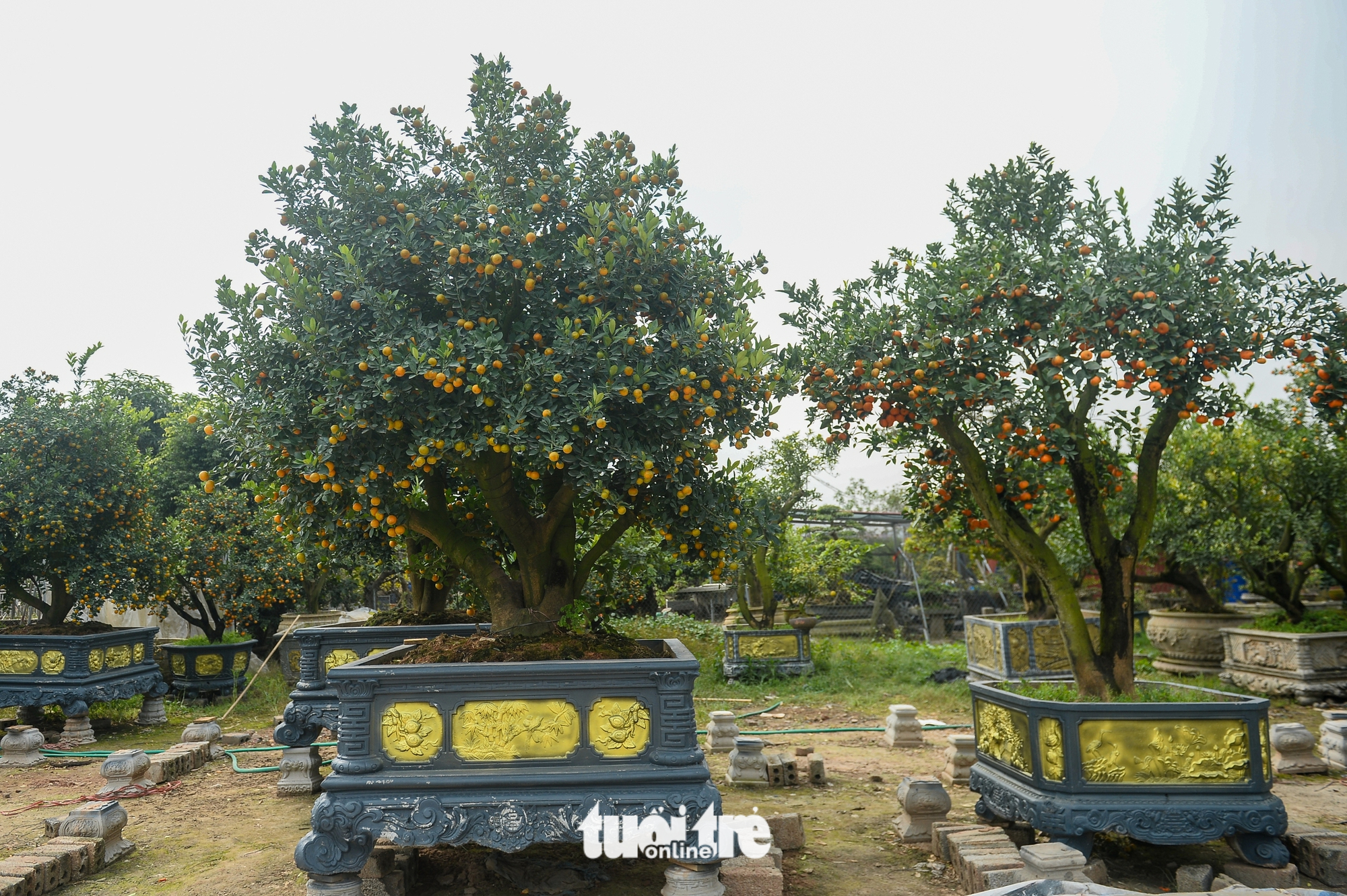 quýt hình ngựa - Ảnh 10.