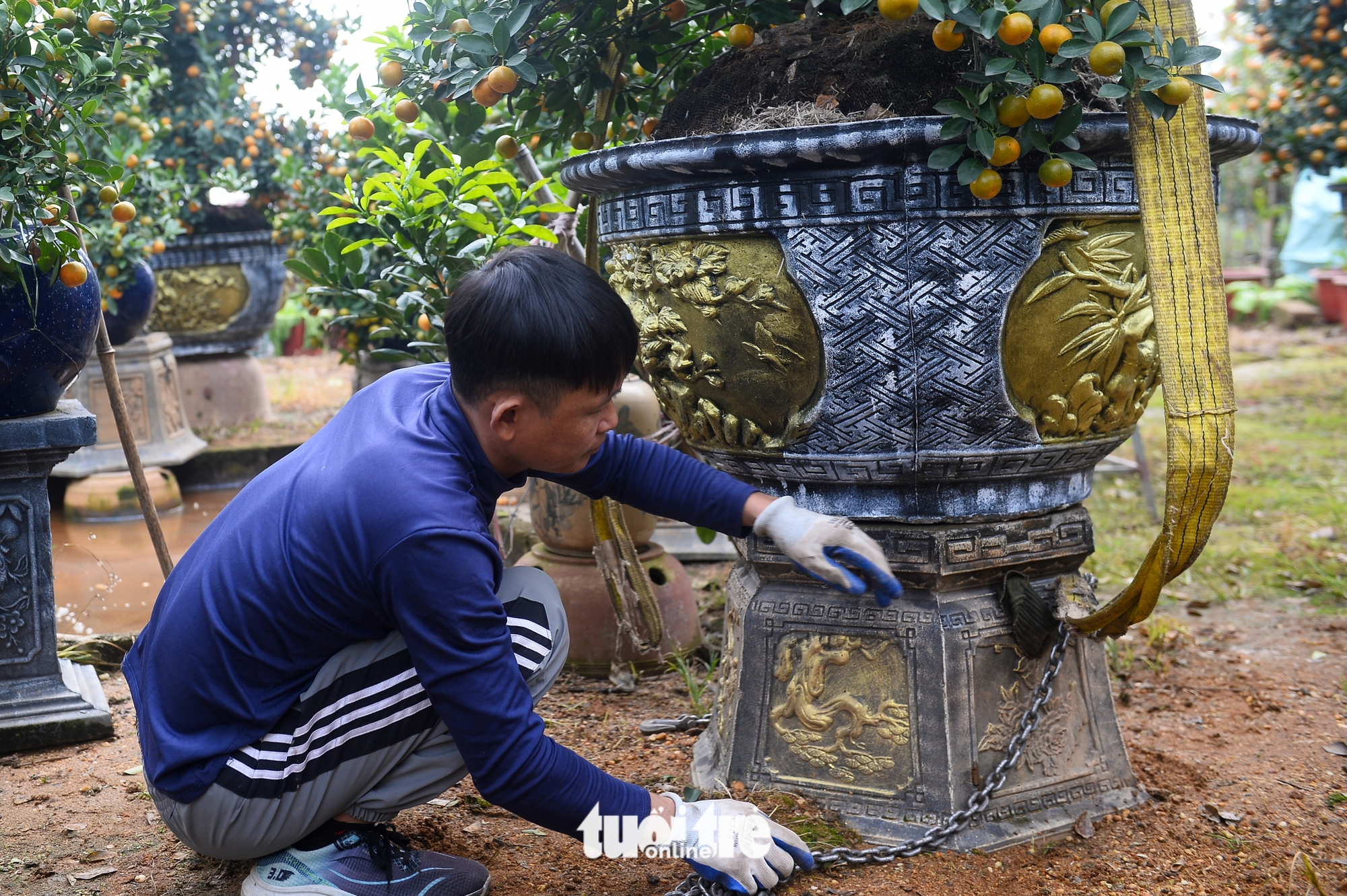 quýt hình ngựa - Ảnh 11.