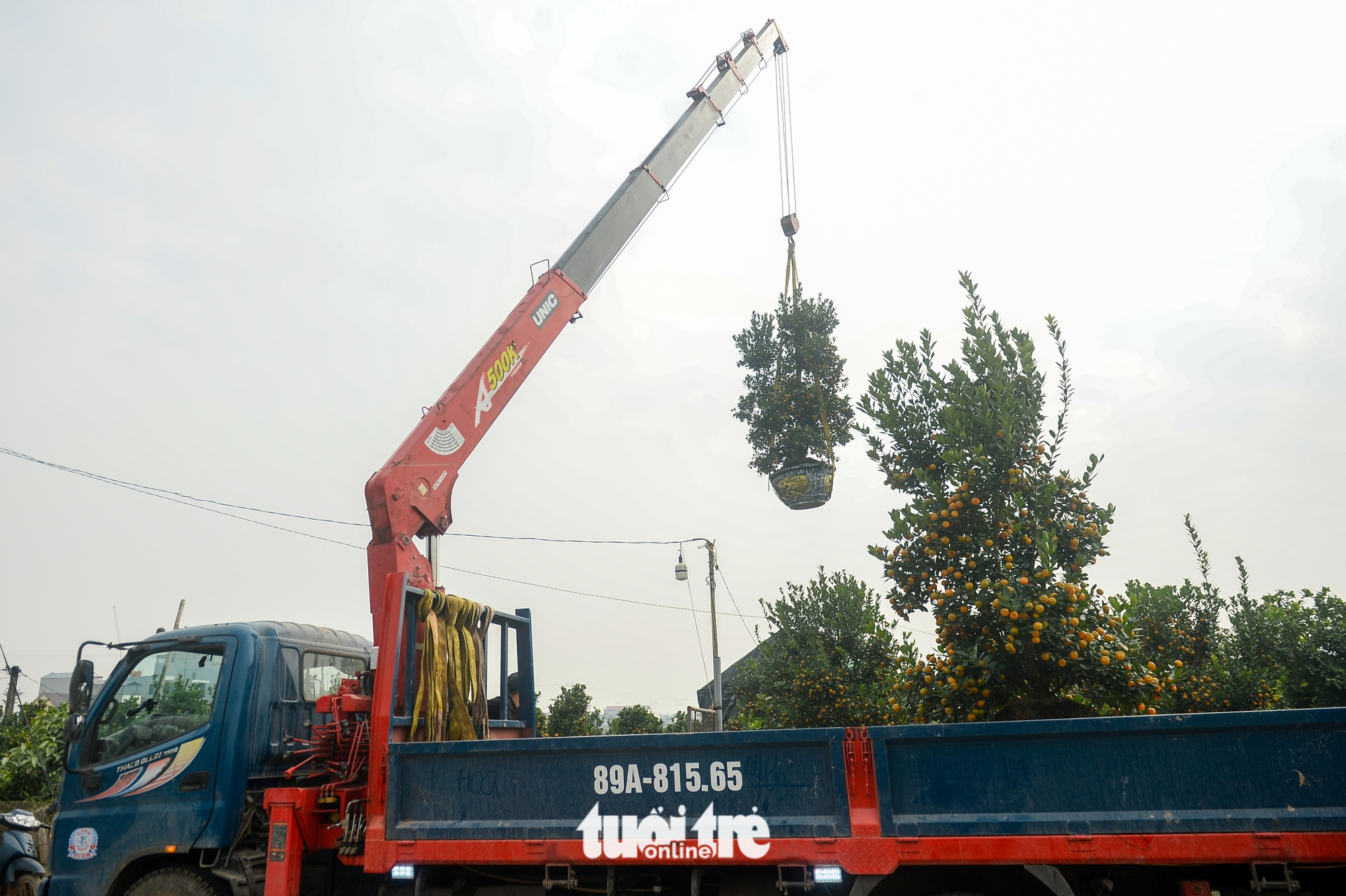 quýt hình ngựa - Ảnh 12.