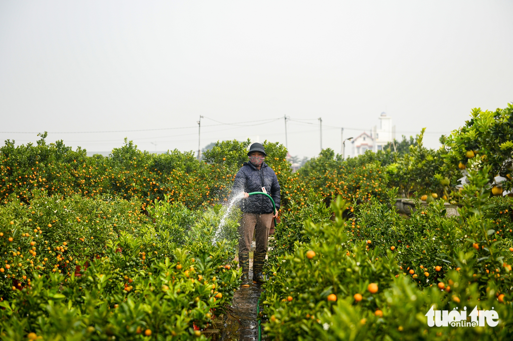 quýt hình ngựa - Ảnh 13.