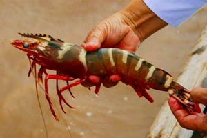 Dừng bảo hộ, chỉ dẫn địa lý cho tôm Bình Thuận vì địa danh không còn