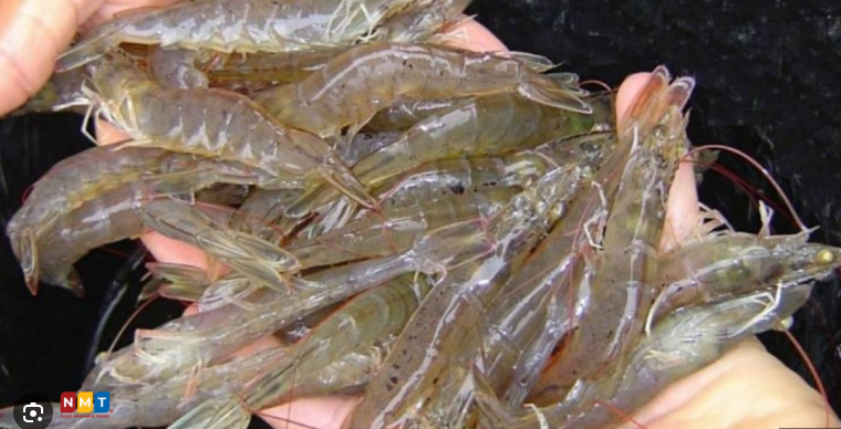 Sở KH-CN Lâm Đồng nói về việc dừng dự án 