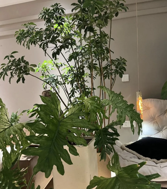 5 cây thu hút thịnh vượng, may mắn: Người giàu chuộng trồng, người nghèo chẳng để tâm- Ảnh 2.