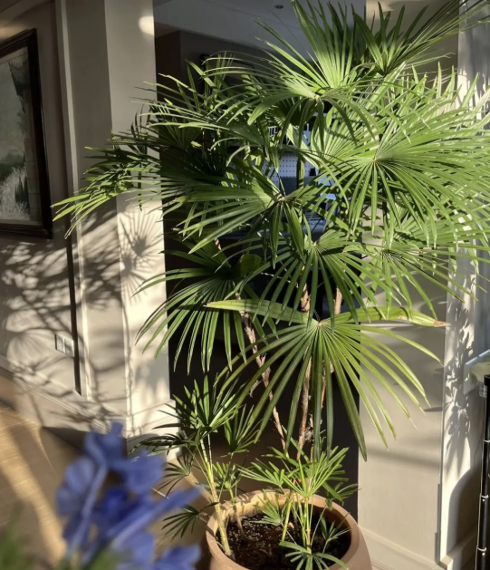 5 cây thu hút thịnh vượng, may mắn: Người giàu chuộng trồng, người nghèo chẳng để tâm- Ảnh 3.