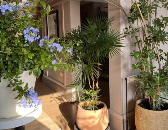 5 cây thu hút thịnh vượng, may mắn: Người giàu chuộng trồng, người nghèo chẳng để tâm- Ảnh 4.