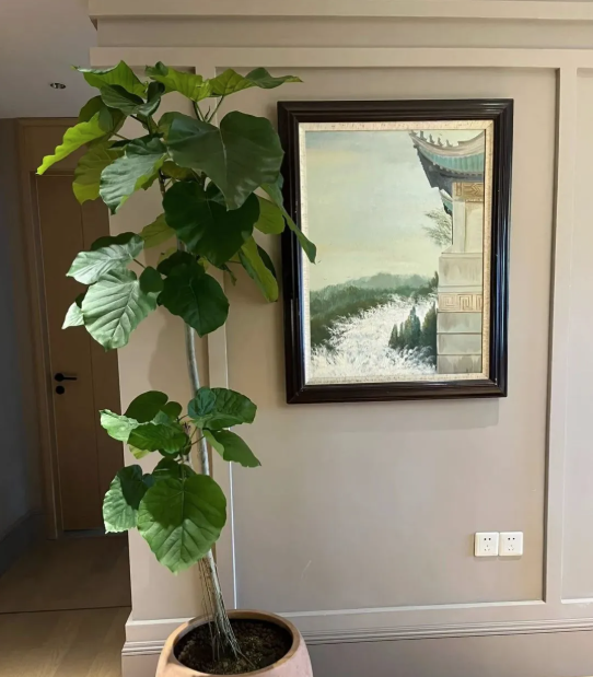 5 cây thu hút thịnh vượng, may mắn: Người giàu chuộng trồng, người nghèo chẳng để tâm- Ảnh 5.