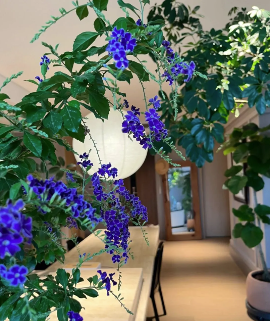 5 cây thu hút thịnh vượng, may mắn: Người giàu chuộng trồng, người nghèo chẳng để tâm- Ảnh 7.