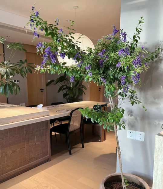 5 cây thu hút thịnh vượng, may mắn: Người giàu chuộng trồng, người nghèo chẳng để tâm- Ảnh 8.