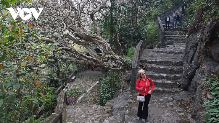 Bước trên những bậc thang đá giữa hàng cây Đại cổ thụ khẳng khiu khiến du khách cảm giác như lạc vào một không gian huyền bí.