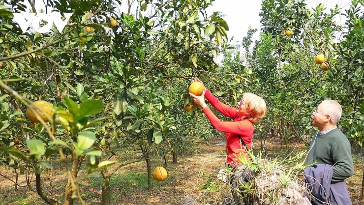 Với nhiều du khách, trải nghiệm đặc sắc nhất khi thăm chùa Bảo Đài - động Tuyết Sơn là khoảng thời gian nghỉ chân trên đường trekking qua rừng mơ cổ và những vườn cây ăn quả, nơi du khách có thể thỏa thích thưởng thức những loại quả tươi ngon ngay dưới bóng cây.