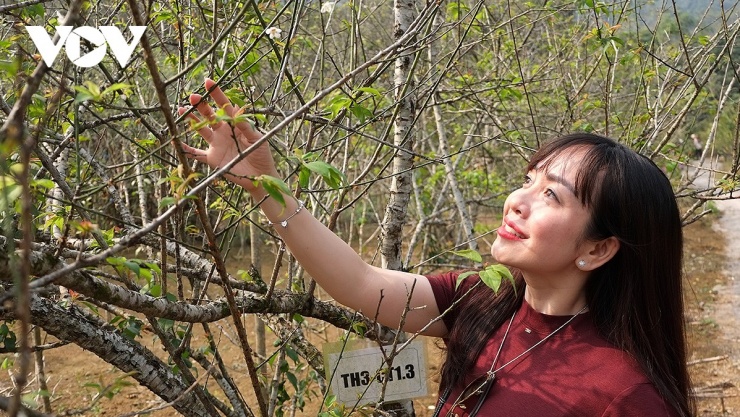 Vào mùa hoa mơ, cả rừng mơ một màu trắng tinh khiết hấp dẫn du khách đến check-in. Hiện nay, mơ Hương Sơn là đặc sản có thương hiệu, giá thành cao hơn so với các loại mơ khác.