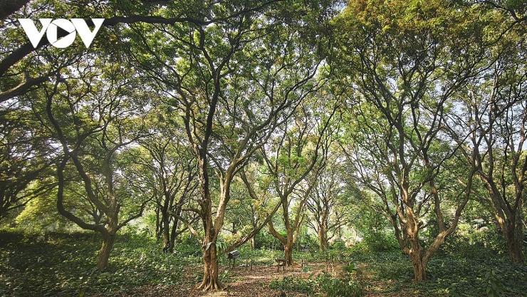 ... hoặc dưới tán lá của những vườn nhãn già xanh mát.