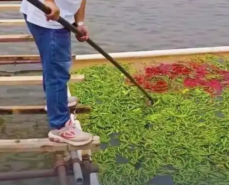 Nghe như đùa: Ao cá tại Trung Quốc được cho ăn 5 tấn ớt mỗi ngày, điểm lạ chỉ lộ ra khi thu hoạch- Ảnh 2. Nghe như đùa: Ao cá tại Trung Quốc được cho ăn 5 tấn ớt mỗi ngày, điểm lạ chỉ lộ ra khi thu hoạch- Ảnh 2.