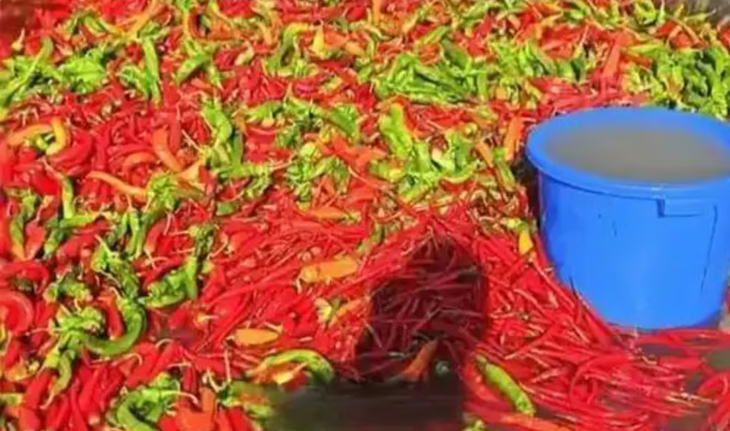 Nghe như đùa: Ao cá tại Trung Quốc được cho ăn 5 tấn ớt mỗi ngày, điểm lạ chỉ lộ ra khi thu hoạch- Ảnh 3. Nghe như đùa: Ao cá tại Trung Quốc được cho ăn 5 tấn ớt mỗi ngày, điểm lạ chỉ lộ ra khi thu hoạch- Ảnh 3.