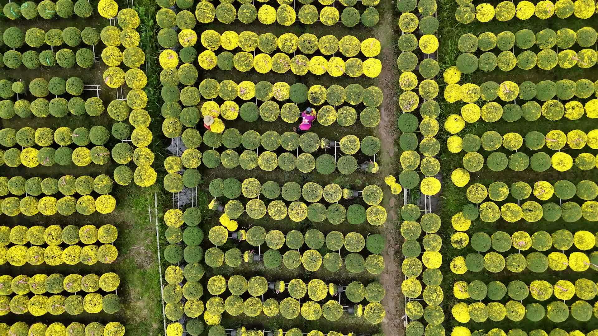 Nhà vườn thua lỗ vì cúc mâm xôi nở sớm