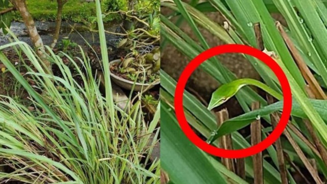 3 thứ dụ rắn vào nhà, 4 thứ rắn sợ “hồn lìa khỏi xác”- Ảnh 2.