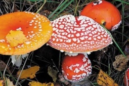 6 người nhập viện do ăn phải nấm độc