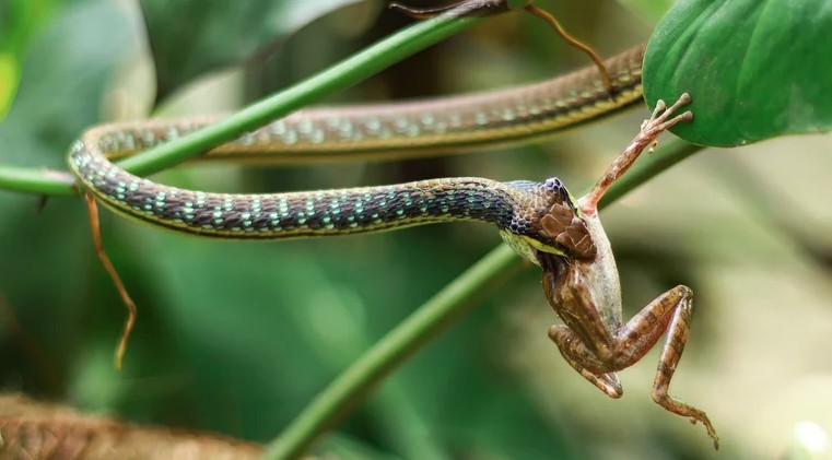 Việt Nam sở hữu một loại gia vị mà rắn rất sợ, dùng theo cách này hiệu quả bất ngờ- Ảnh 2.