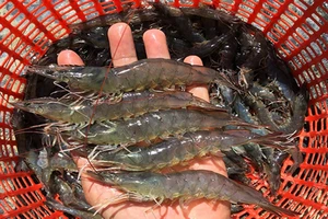 Góc nhìn pháp lý việc dừng bảo hộ chỉ dẫn địa lý cho tôm Bình Thuận 