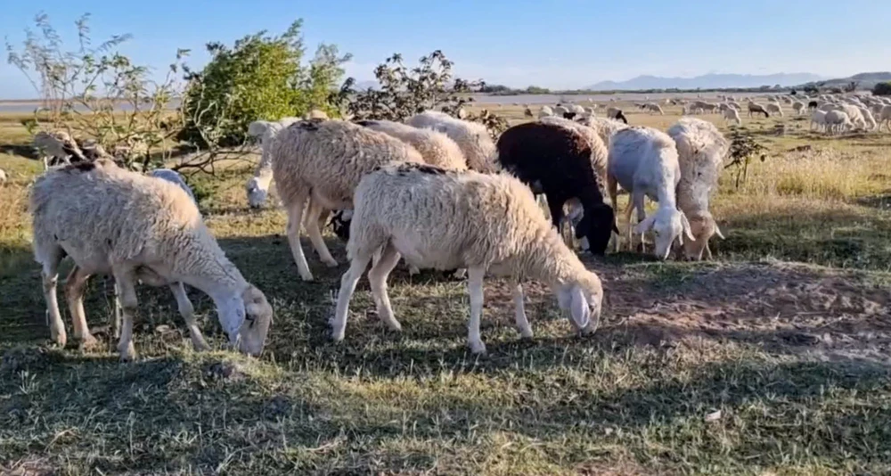 Thịt cừu Ninh Thuận nổi tiếng trên thị trường. Ảnh: N.T z7429042894375_7f91e9c171e86ffdf6cf2c2333c2f34b.jpg