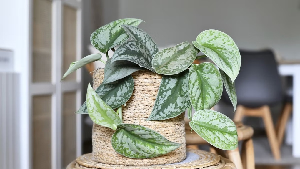 5 loại cây trồng trong nhà giúp giảm căng thẳng  - 4