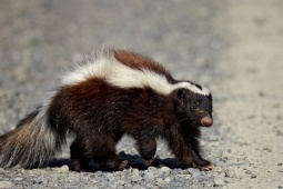 Tử vong sau ghép thận từ người hiến mắc bệnh dại