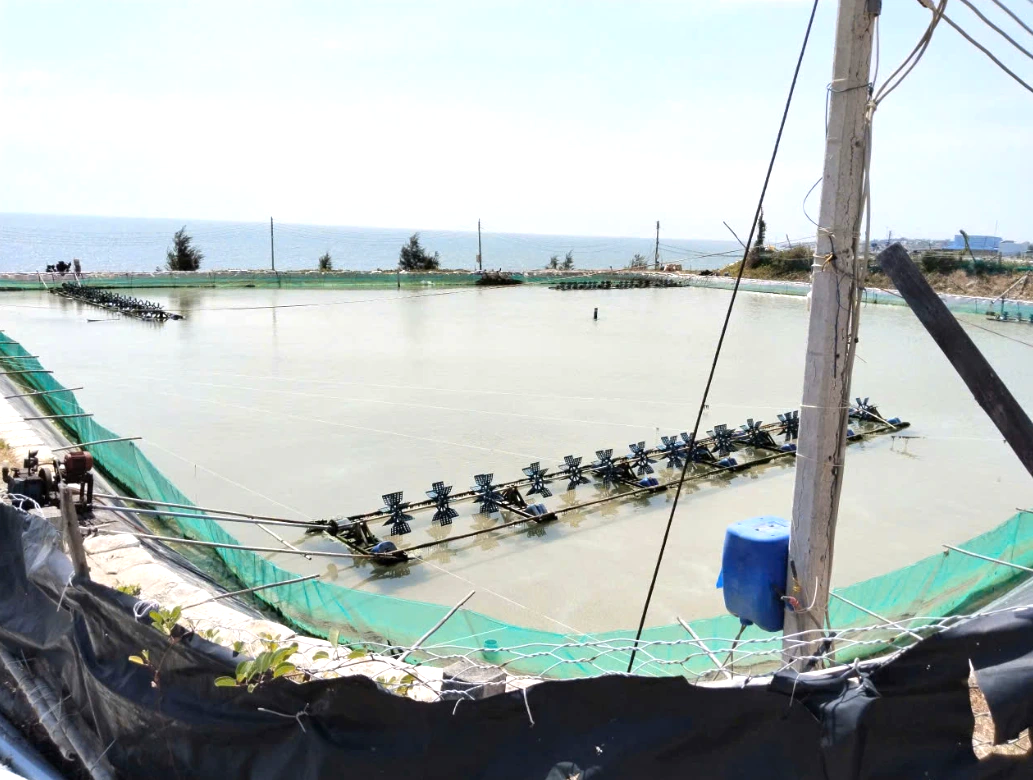 Dừng dự án 'tôm Bình Thuận' người nuôi tôm ảnh hưởng không ?- Ảnh 4.