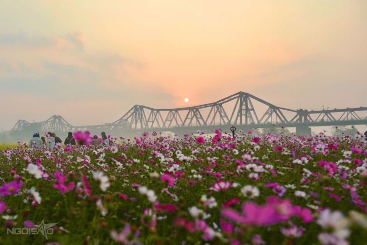 Bến hoa Phúc Xá hồi sinh, thành điểm 'săn' bình minh hot - 2