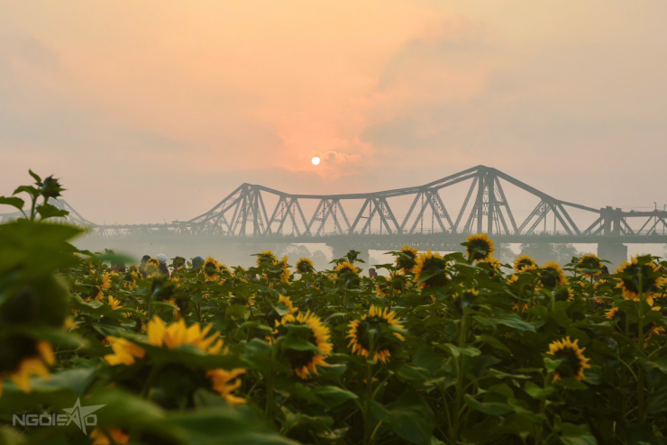 Bến hoa Phúc Xá hồi sinh, thành điểm 'săn' bình minh hot - 3