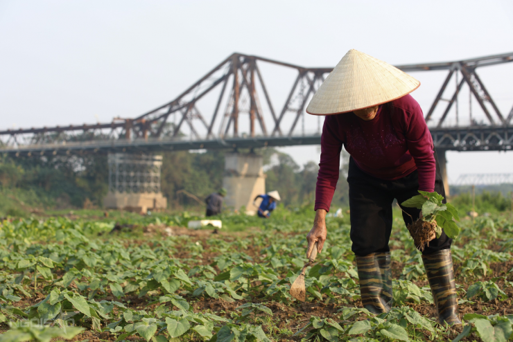 Bến hoa Phúc Xá hồi sinh, thành điểm 'săn' bình minh hot - 8