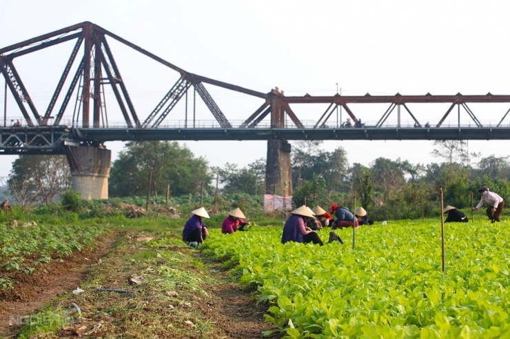 Bến hoa Phúc Xá hồi sinh, thành điểm 'săn' bình minh hot - 9