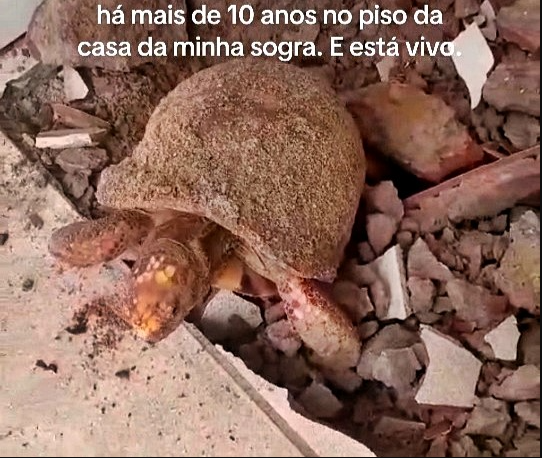 Đập sàn nhà để sửa chữa, gia đình bất ngờ phát hiện thứ vẫn “sống” dưới đó suốt 10 năm- Ảnh 3.