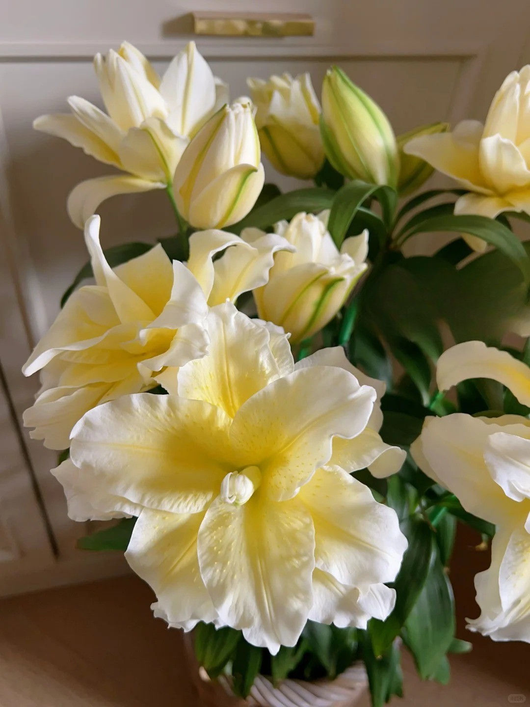 1768472102 936 Doa ly mau nang khien hoi yeu hoa vua yeu