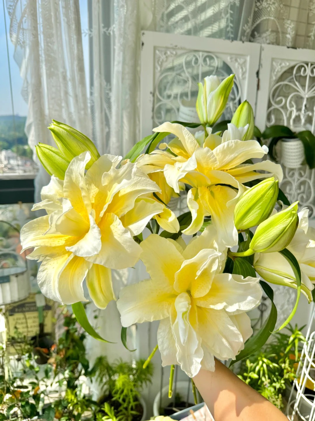 1768472113 900 Doa ly mau nang khien hoi yeu hoa vua yeu