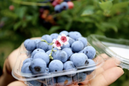 6 loại trái cây quen thuộc giúp thận khỏe mạnh