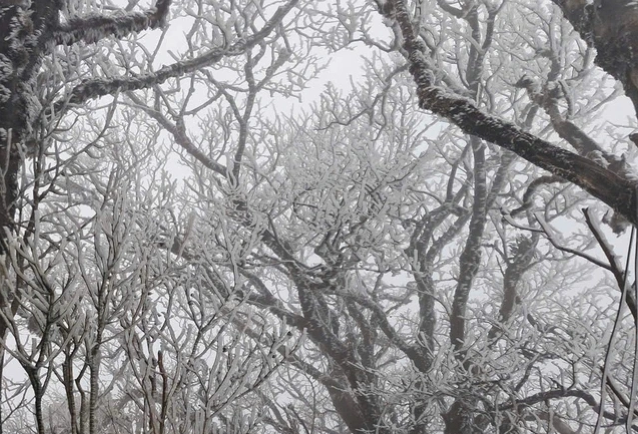 Vì sao, 2025 là một trong 3 năm nóng nhất lịch sử dù có La Nina?  - Ảnh 2.