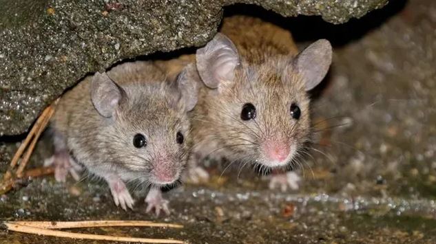 Trời lạnh là chuột kéo vào nhà: Chuyên gia bật mí cách đuổi chuột tự nhiên, không cần hóa chất- Ảnh 2.