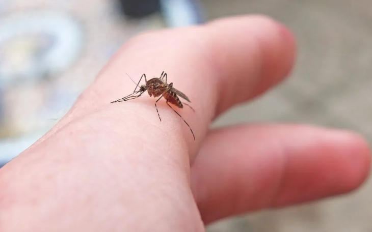 Mất rừng khiến muỗi chuyển sang hút máu người, cảnh báo nguy cơ bùng phát dịch bệnh mới - Ảnh 3.