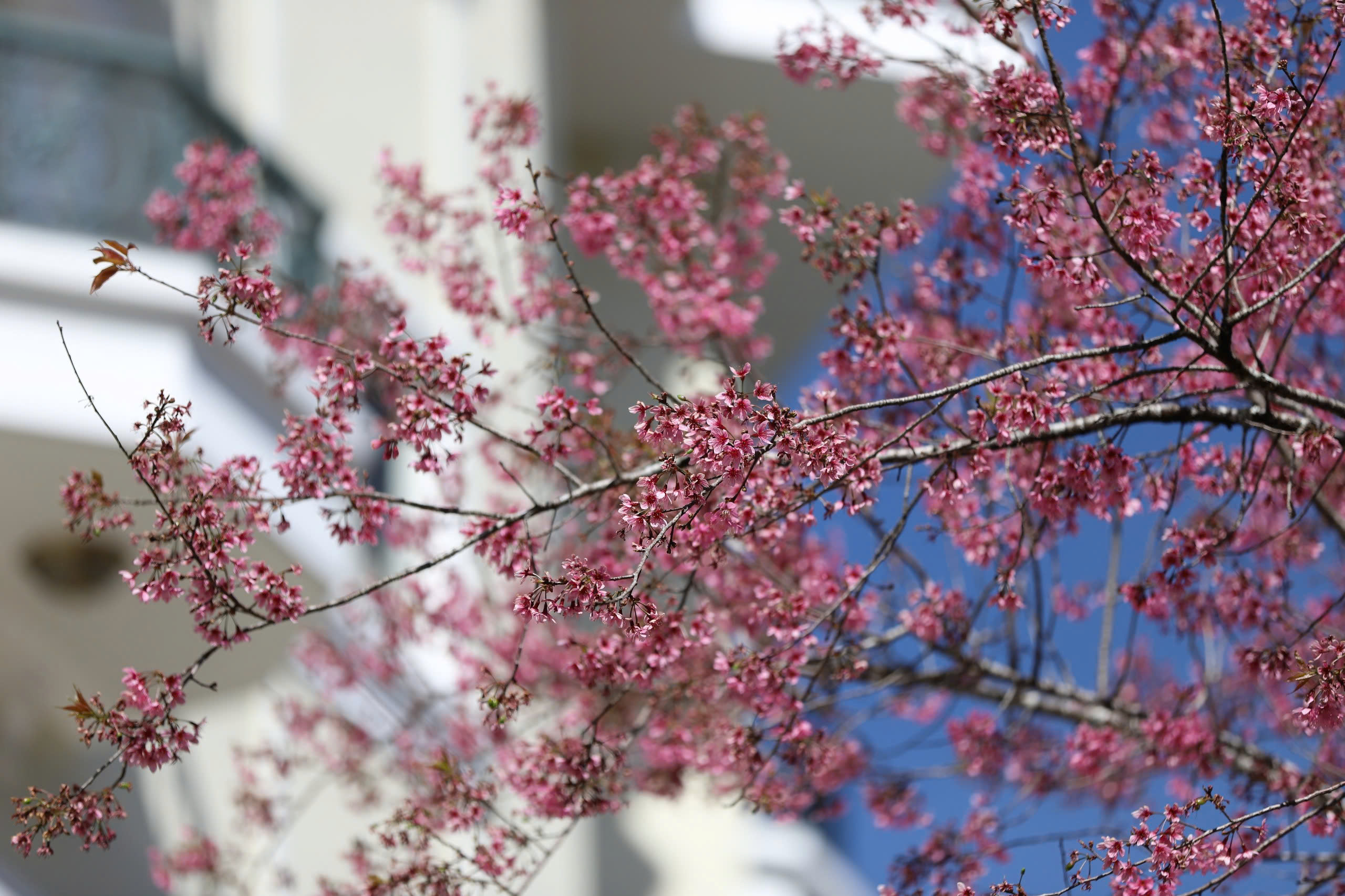 Mai anh đào Đà Lạt rực rỡ sắc xuân trong đêm khai hội- Ảnh 6.