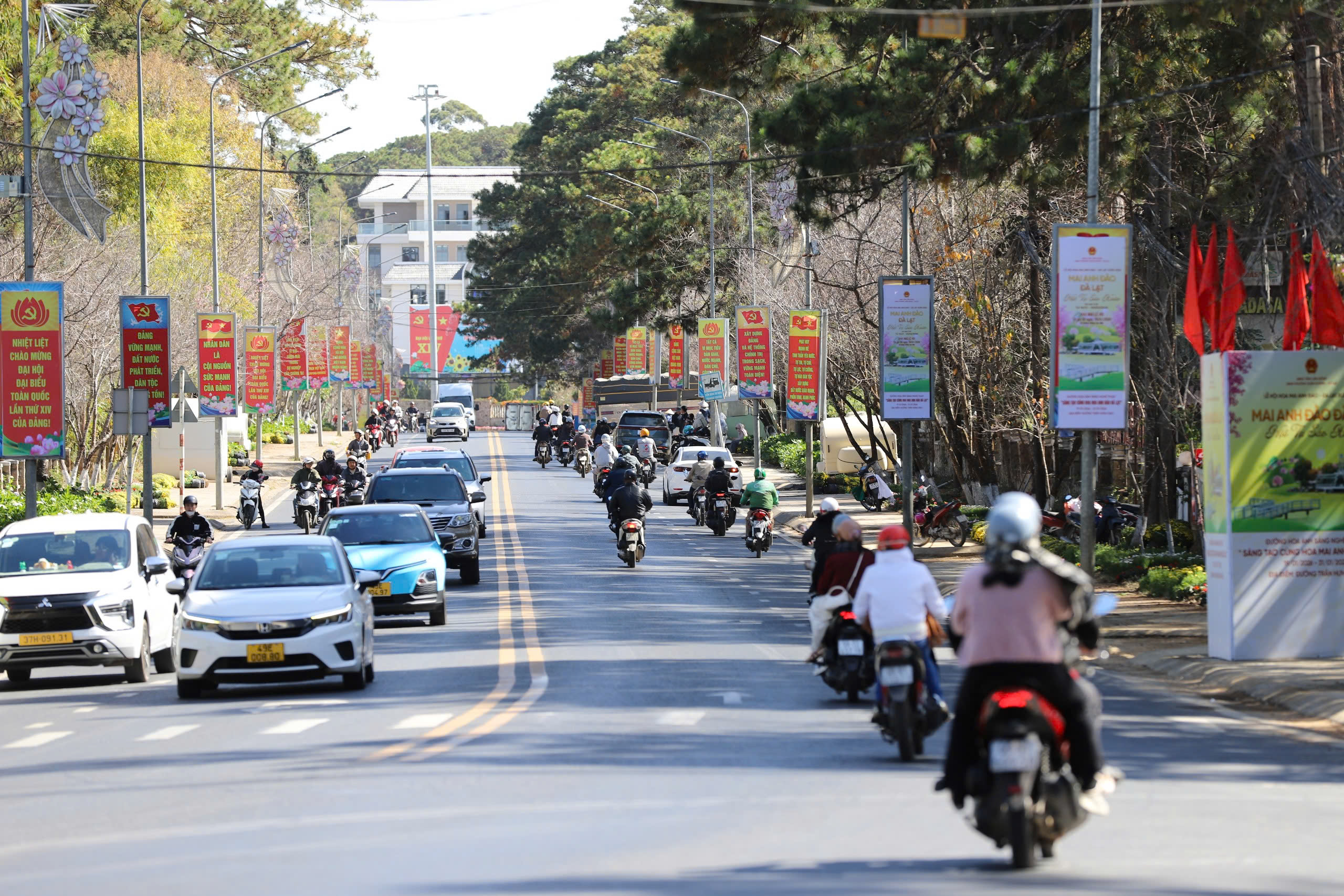 Mai anh đào Đà Lạt rực rỡ sắc xuân trong đêm khai hội- Ảnh 7.